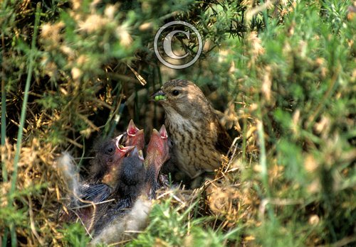 Linnet at the Nest DM0791